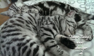shorthair tabby cats 9 Mighty Ace und Mr Karuzo
